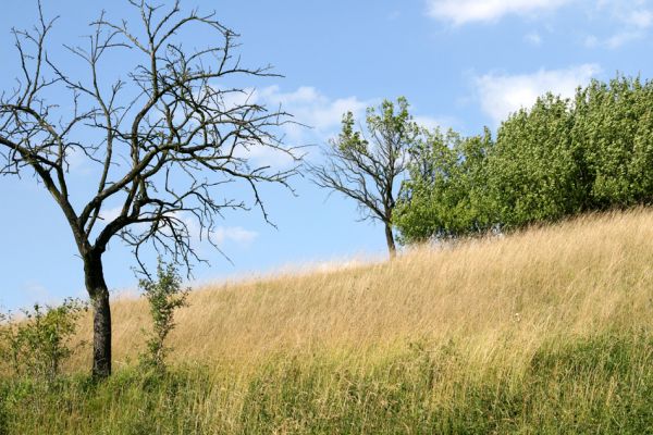 Černčice - Homole, 5.8.2008
Pohled na kosenou step na jihozápadních svazích kopce.
Klíčová slova: Černčice Homole step třešňovka Agriotes gallicus Pheletes quercus