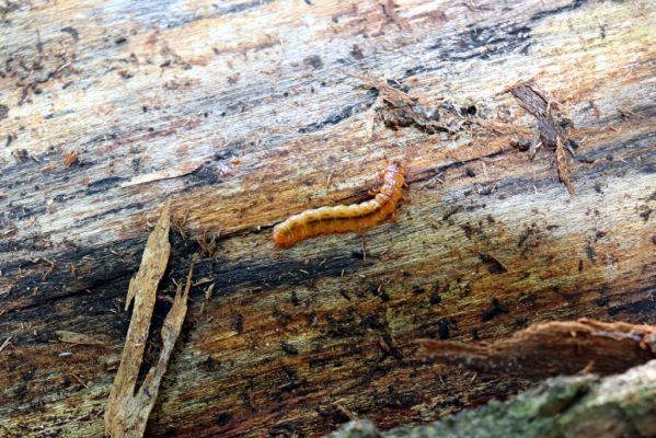 Horní Jiřetín, 10.10.2021
Černice, vrch Kapucín, Liščí skály. Larva druhu Cucujus cinnaberinus.
Klíčová slova: Krušné hory Horní Jiřetín Černice vrch Kapucín Liščí skály Cucujus cinnaberinus