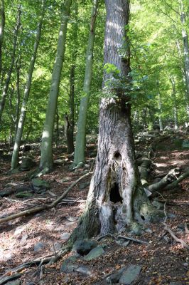 Horní Jiřetín, 10.10.2021
Černice, vrch Kapucín, Liščí skály. Dutá lípa osídlená kovaříky Limoniscus violaceus a Ischnodes sanguinicollis.
Klíčová slova: Krušné hory Horní Jiřetín Černice vrch Kapucín Liščí skály Limoniscus violaceus Ischnodes sanguinicollis