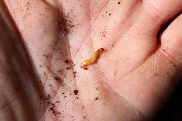 Horní Jiřetín, 10.10.2021
Černice, vrch Kapucín, Liščí skály. Larva kovaříka Limoniscus violaceus.
Mots-clés: Krušné hory Horní Jiřetín Černice vrch Kapucín Liščí skály Limoniscus violaceus