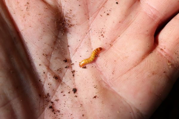 Horní Jiřetín, 10.10.2021
Černice, vrch Kapucín, Liščí skály. Larva kovaříka Limoniscus violaceus.
Klíčová slova: Krušné hory Horní Jiřetín Černice vrch Kapucín Liščí skály Limoniscus violaceus