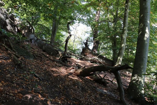 Horní Jiřetín, 10.10.2021
Černice, vrch Kapucín, Poustevnické skály - Dolní vyhlídka.
Klíčová slova: Krušné hory Horní Jiřetín Černice vrch Kapucín Liščí skályPoustevnické skály Dolní vyhlídka