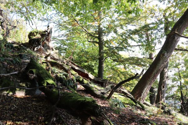 Horní Jiřetín, 10.10.2021
Černice, vrch Kapucín, Liščí skály.
Klíčová slova: Krušné hory Horní Jiřetín Černice vrch Kapucín Liščí skály Gnorimus variabilis Ampedus praeustus