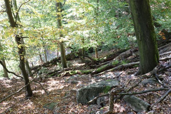 Horní Jiřetín, 10.10.2021
Černice, vrch Kapucín, Liščí skály.
Klíčová slova: Krušné hory Horní Jiřetín Černice vrch Kapucín Liščí skály