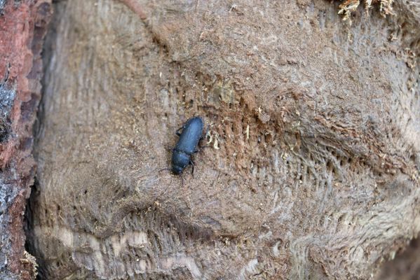Horní Jiřetín, 10.10.2021
Černice, vrch Kapucín, Liščí skály. Potemník Tenebrio opacus.
Keywords: Krušné hory Horní Jiřetín Černice vrch Kapucín Liščí skály Tenebrio opacus