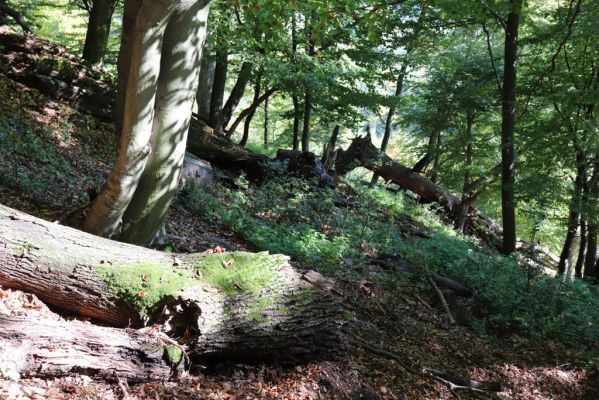 Horní Jiřetín, 10.10.2021
Černice, vrch Kapucín, Liščí skály.
Klíčová slova: Krušné hory Horní Jiřetín Černice vrch Kapucín Liščí skály