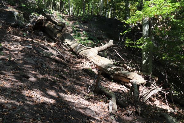 Horní Jiřetín, 10.10.2021
Černice, vrch Kapucín, Liščí skály.
Klíčová slova: Krušné hory Horní Jiřetín Černice vrch Kapucín Liščí skály