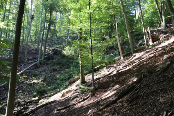 Horní Jiřetín, 10.10.2021
Černice, vrch Kapucín, Poustevnické skály - Liščí skály.
Mots-clés: Krušné hory Horní Jiřetín Černice vrch Kapucín Poustevnické skály Liščí skály