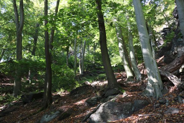 Horní Jiřetín, 10.10.2021
Černice, vrch Kapucín, Poustevnické skály - Liščí skály.
Schlüsselwörter: Krušné hory Horní Jiřetín Černice vrch Kapucín Poustevnické skály Liščí skály