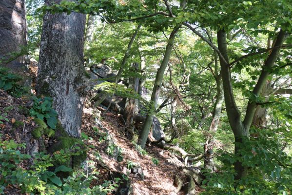 Horní Jiřetín, 10.10.2021
Černice, vrch Kapucín, Poustevnické skály.
Klíčová slova: Krušné hory Horní Jiřetín Černice vrch Kapucín Poustevnické skály