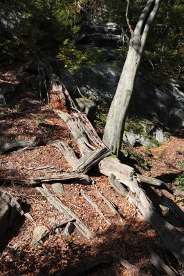 Horní Jiřetín, 10.10.2021
Černice, vrch Kapucín, Poustevnické skály.
Klíčová slova: Krušné hory Horní Jiřetín Černice vrch Kapucín Poustevnické skály Gnorimus variabilis Ampedus praeustus