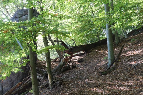 Horní Jiřetín, 10.10.2021
Černice, vrch Kapucín, Poustevnické skály - Dolní vyhlídka.
Klíčová slova: Krušné hory Horní Jiřetín Černice vrch Kapucín Poustevnické skály Dolní vyhlídka
