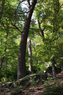 Horní Jiřetín, 10.10.2021
Černice, vrch Kapucín, les nad Poustevnickými skalami.
Klíčová slova: Krušné hory Horní Jiřetín Černice vrch Kapucín Poustevnické skály