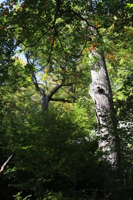 Horní Jiřetín, 10.10.2021
Černice, vrch Kapucín, duby nad Poustevnickými skalami.
Klíčová slova: Krušné hory Horní Jiřetín Černice vrch Kapucín Poustevnické skály