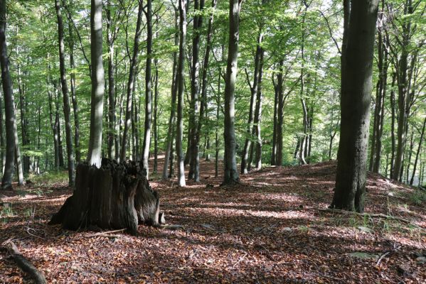 Horní Jiřetín, 10.10.2021
Černice, vrch Kapucín, les pod Sudetským oltářem.
Klíčová slova: Krušné hory Horní Jiřetín Černice vrch Kapucín Sudetský oltář