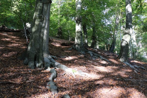 Horní Jiřetín, 10.10.2021
Černice, vrch Kapucín, prales na jižním svahu.
Klíčová slova: Krušné hory Horní Jiřetín Černice vrch Kapucín jih Ischnodes sanguinicollis Crepidophorus mutilatus