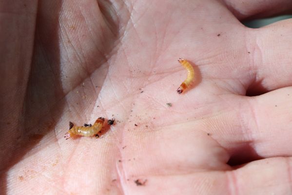 Horní Jiřetín, 10.10.2021
Černice, vrch Kapucín, prales na jižním svahu. Larvy kovaříka Crepidophorus mutilatus.
Klíčová slova: Krušné hory Horní Jiřetín Černice vrch Kapucín jih Ischnodes sanguinicollis Crepidophorus mutilatus