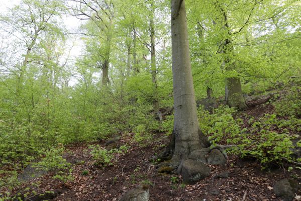 Černice, 10.5.2021
Černický vrch - les na jižním svahu.
Klíčová slova: Krušné hory Horní Jiřetín Černice Černický vrch Limoniscus violaceus