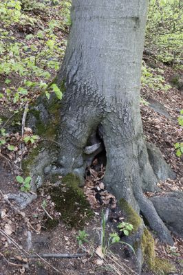 Černice, 10.5.2021
Černický vrch - les na jižním svahu. Buk osídlený kovaříky Limoniscus violaceus.
Klíčová slova: Krušné hory Horní Jiřetín Černice Černický vrch Limoniscus violaceus