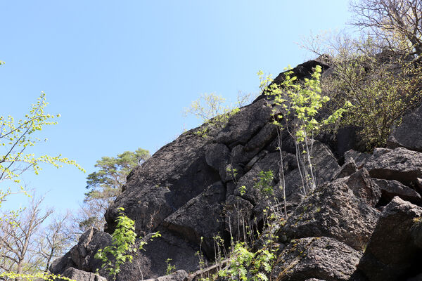 Horní Jiřetín, Černice, 10.5.2021
Černický vrch. Skalní masiv Pevnost Yucatan.
Keywords: Krušné hory Horní Jiřetín Černice Černický vrch Anostirus bohemicus