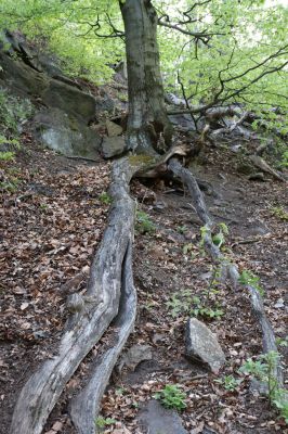 Černice, 10.5.2021
Černický vrch - les na jižním svahu.
Klíčová slova: Krušné hory Horní Jiřetín Černice Černický vrch