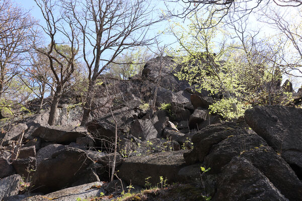 Horní Jiřetín, Černice, 10.5.2021
Černický vrch. Skalní masiv Pevnost Yucatan.
Klíčová slova: Krušné hory Horní Jiřetín Černice Černický vrch Anostirus bohemicus