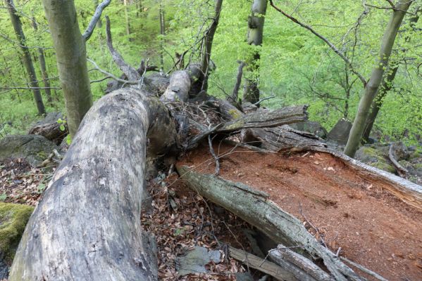 Černice, 10.5.2021
Černický vrch - les na jižním svahu.
Klíčová slova: Krušné hory Horní Jiřetín Černice Černický vrch Gnorimus variabilis Ampedus praeustus