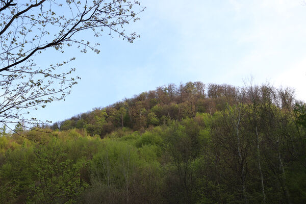 Horní Jiřetín, Černice, 10.5.2021
Černický vrch. 
Klíčová slova: Krušné hory Horní Jiřetín Černice Černický vrch Anostirus bohemicus