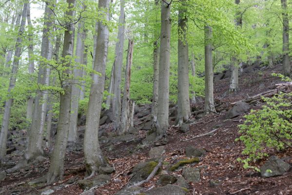 Černice, 10.5.2021
Černický vrch - les na jižním svahu.
Mots-clés: Krušné hory Horní Jiřetín Černice Černický vrch