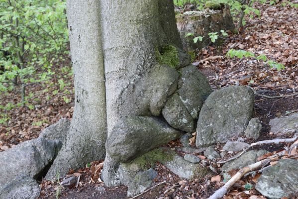Černice, 10.5.2021
Černický vrch - les na jižním svahu.
Klíčová slova: Krušné hory Horní Jiřetín Černice Černický vrch