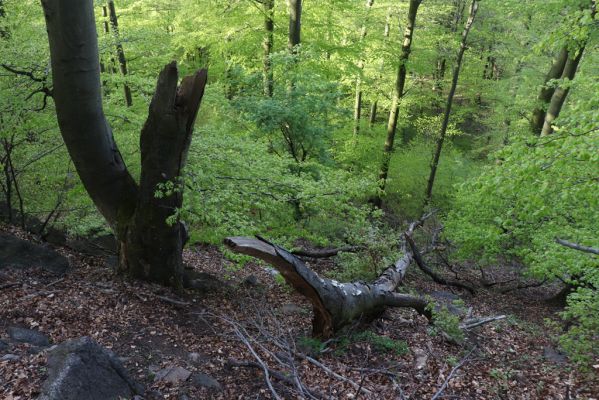 Černice, 10.5.2021
Černický vrch - les na jižním svahu.
Klíčová slova: Krušné hory Horní Jiřetín Černice Černický vrch
