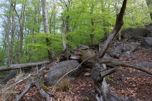 Černice, 10.5.2021
Černický vrch - les na jižním svahu.
Klíčová slova: Krušné hory Horní Jiřetín Černice Černický vrch
