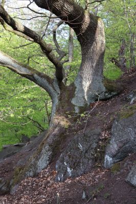 Černice, 10.5.2021
Černický vrch - les na jižním svahu.
Klíčová slova: Krušné hory Horní Jiřetín Černice Černický vrch