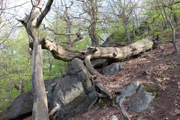 Černice, 10.5.2021
Černický vrch - les na jižním svahu.
Klíčová slova: Krušné hory Horní Jiřetín Černice Černický vrch