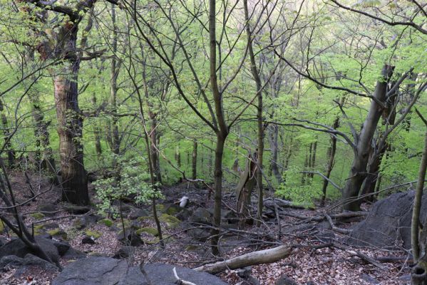 Černice, 10.5.2021
Černický vrch - les na jižním svahu.
Klíčová slova: Krušné hory Horní Jiřetín Černice Černický vrch