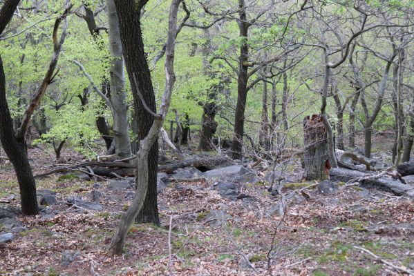 Černice, 10.5.2021
Černický vrch.
Klíčová slova: Krušné hory Horní Jiřetín Černice Černický vrch Ampedus praeustus