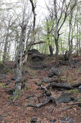 Černice, 10.5.2021
Černický vrch.
Klíčová slova: Krušné hory Horní Jiřetín Černice Černický vrch