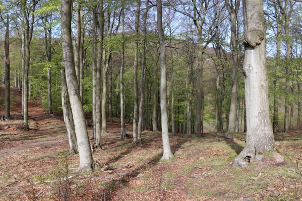 Černice, 10.5.2021
Černický vrch - bučina v sedle.
Mots-clés: Krušné hory Horní Jiřetín Černice Černický vrch
