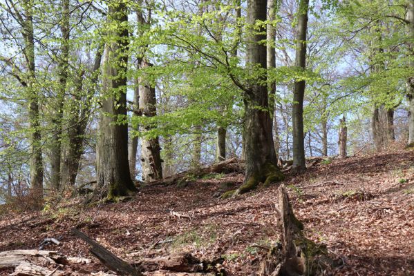 Černice, 10.5.2021
Černický vrch.
Klíčová slova: Krušné hory Horní Jiřetín Černice Černický vrch
