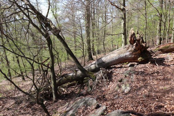 Černice, 10.5.2021
Černický vrch.
Keywords: Krušné hory Horní Jiřetín Černice Černický vrch