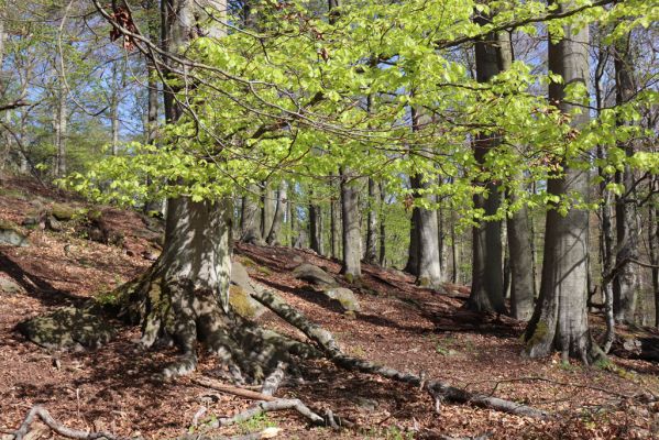 Černice, 10.5.2021
Černický vrch.
Klíčová slova: Krušné hory Horní Jiřetín Černice Černický vrch