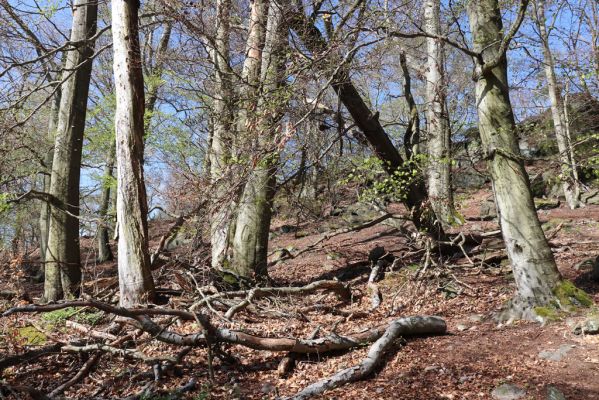 Černice, 10.5.2021
Černický vrch.
Mots-clés: Krušné hory Horní Jiřetín Černice Černický vrch