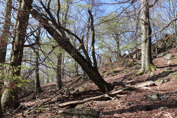 Černice, 10.5.2021
Černický vrch.
Schlüsselwörter: Krušné hory Horní Jiřetín Černice Černický vrch