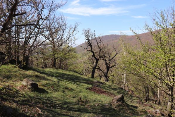 Černice, 10.5.2021
Černický vrch.
Schlüsselwörter: Krušné hory Horní Jiřetín Černice Černický vrch