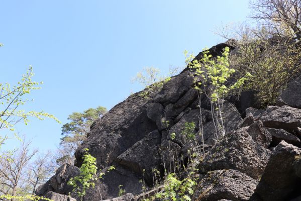 Černice, 10.5.2021
Černický vrch, skalní masiv Pevnost Yucatan.
Schlüsselwörter: Krušné hory Horní Jiřetín Černice Černický vrch Pevnost Yucatan Anostirus castaneus bohemicus