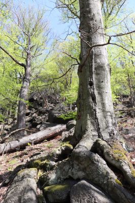 Černice, 10.5.2021Černický vrch, jižní svah.
Černický vrch, jižní svah.
Klíčová slova: Krušné hory Horní Jiřetín Černice Černický vrch