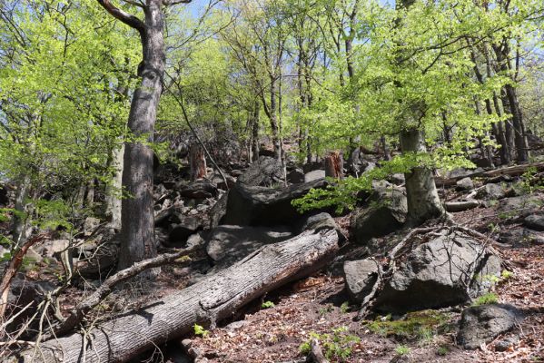 Černice, 10.5.2021
Černický vrch, jižní svah.
Klíčová slova: Krušné hory Horní Jiřetín Černice Černický vrch
