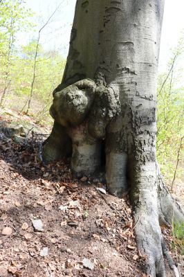 Černice, 10.5.2021
Černický vrch. Buk osídlený kovaříky Elater ferrugineus a Ischnodes sanguinicollis.
Mots-clés: Krušné hory Horní Jiřetín Černice Černický vrch Elater ferrugineus Ischnodes sanguinicollis
