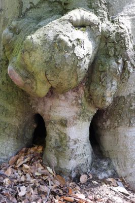 Černice, 10.5.2021
Černický vrch. Buk osídlený kovaříky Elater ferrugineus a Ischnodes sanguinicollis.
Klíčová slova: Krušné hory Horní Jiřetín Černice Černický vrch Elater ferrugineus Ischnodes sanguinicollis