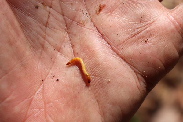 Černice, 10.5.2021
Černický vrch - larva kovaříka Elater ferrugineus.
Klíčová slova: Krušné hory Horní Jiřetín Černice Černický vrch Elater ferrugineus